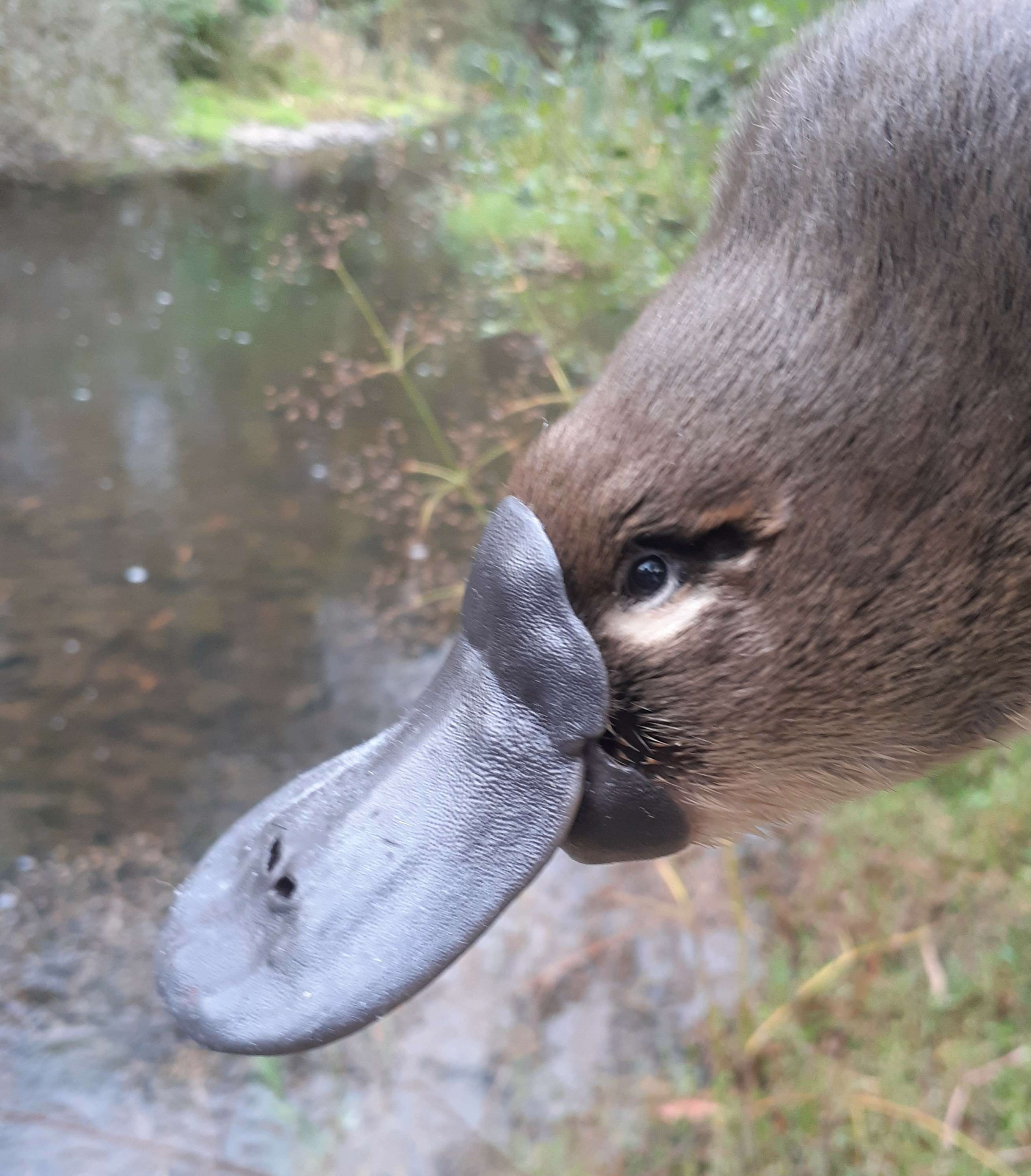 Water to benefit Broken River fish, platypus - GB CMA - Goulburn Broken CMA